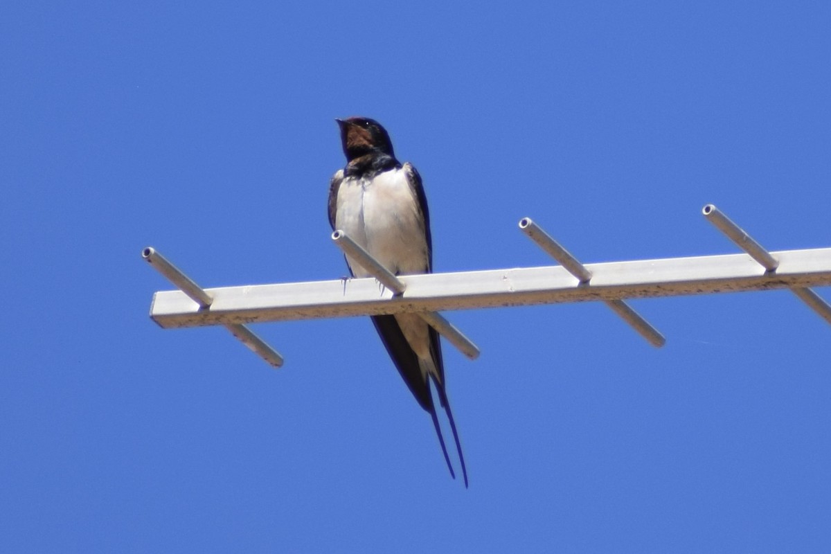 Barn Swallow - ML617302712
