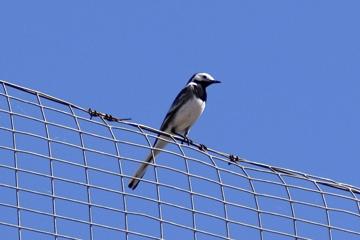 White Wagtail - ML617302752