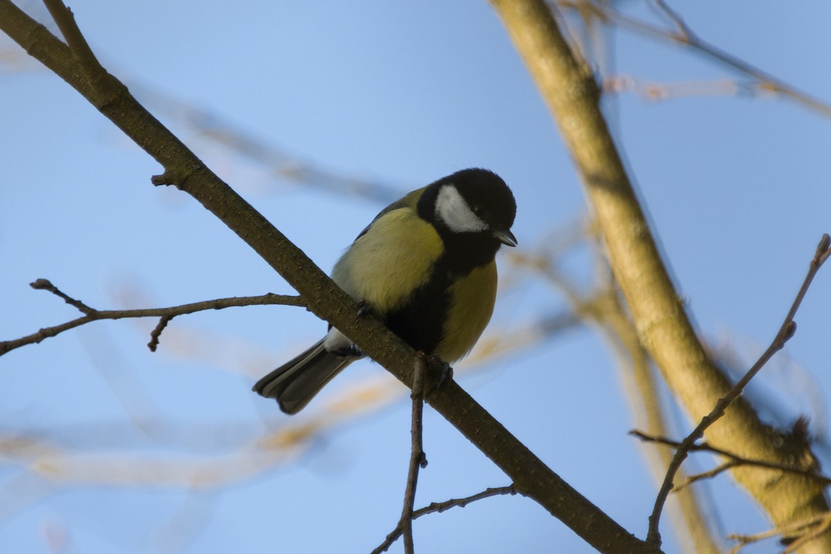 Great Tit - ML617302767