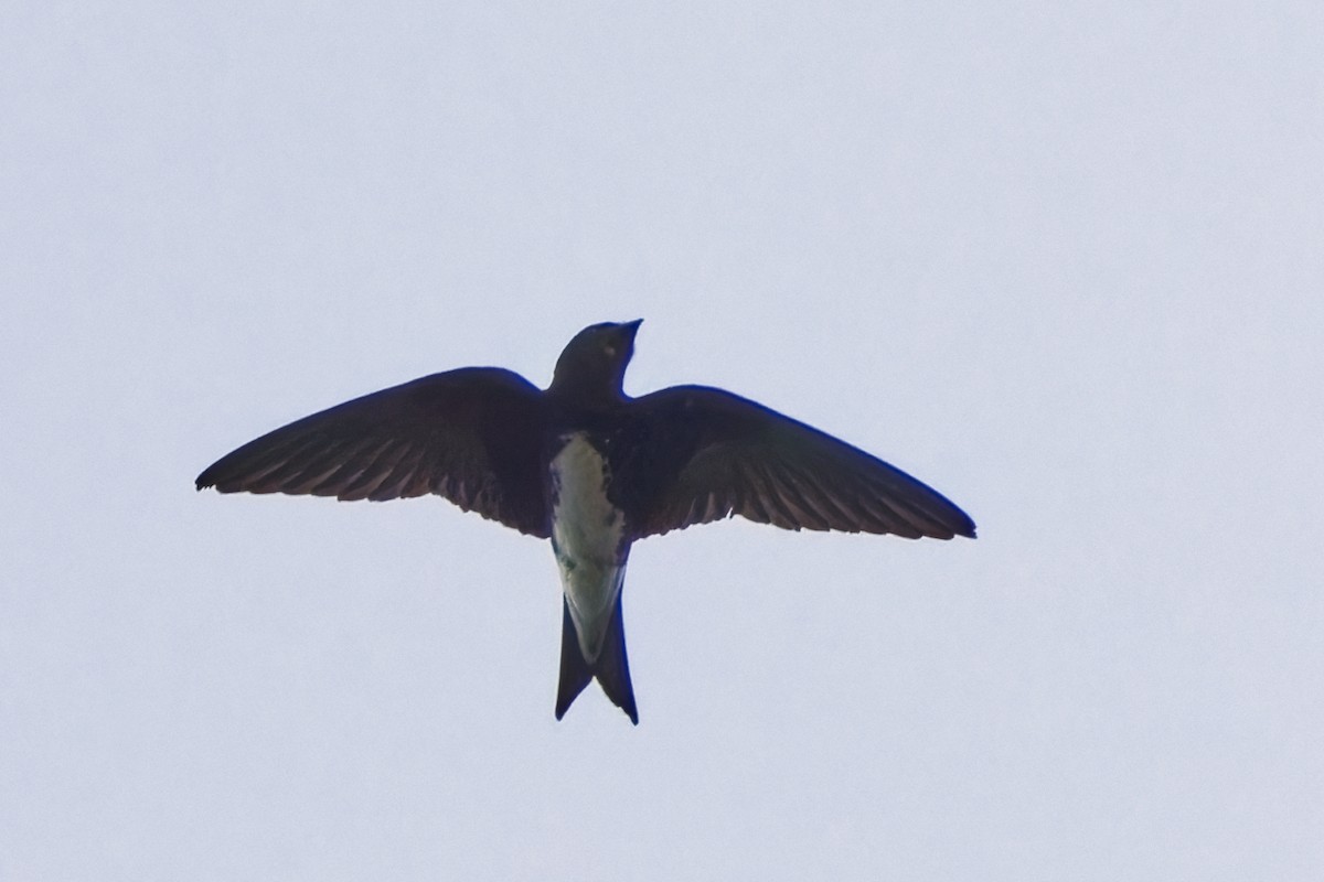 Caribbean Martin - Holger Teichmann