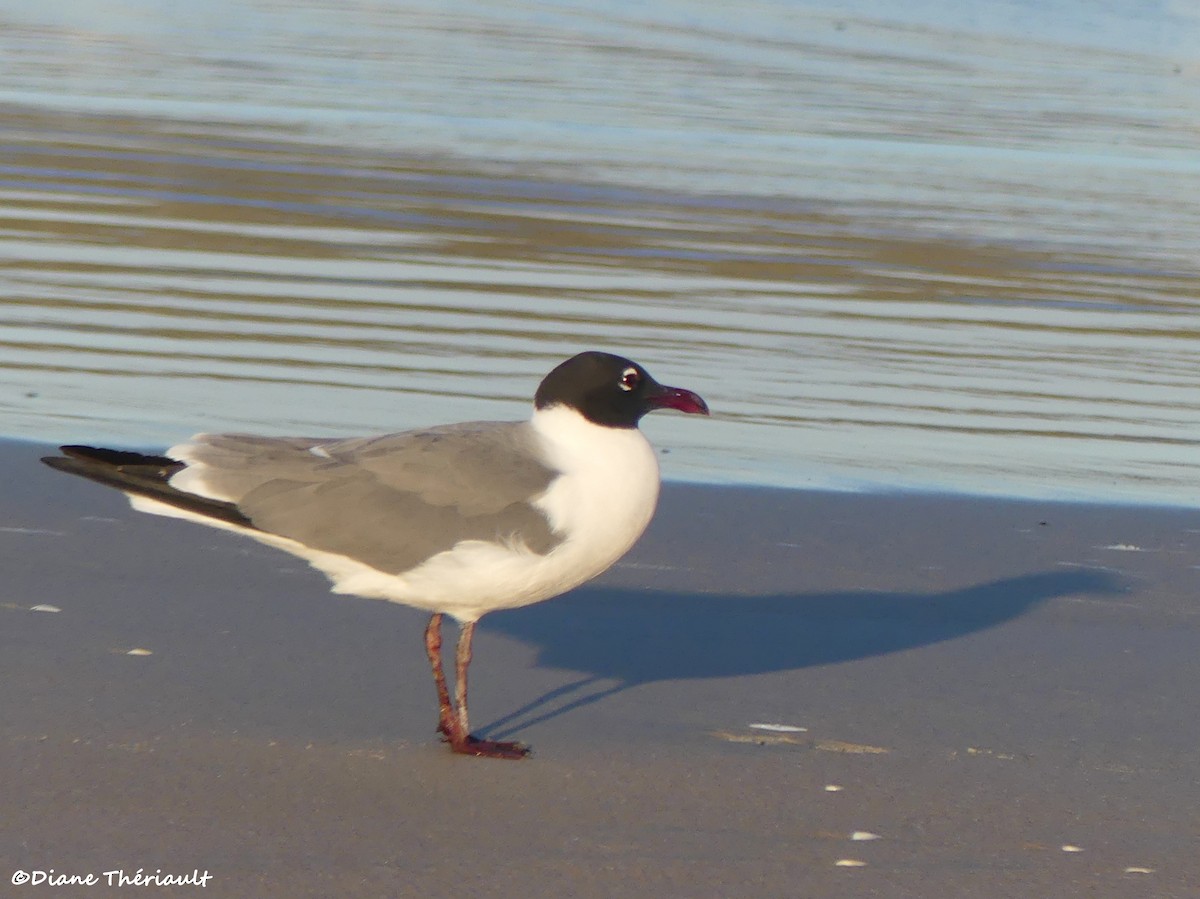 Laughing Gull - ML617302806