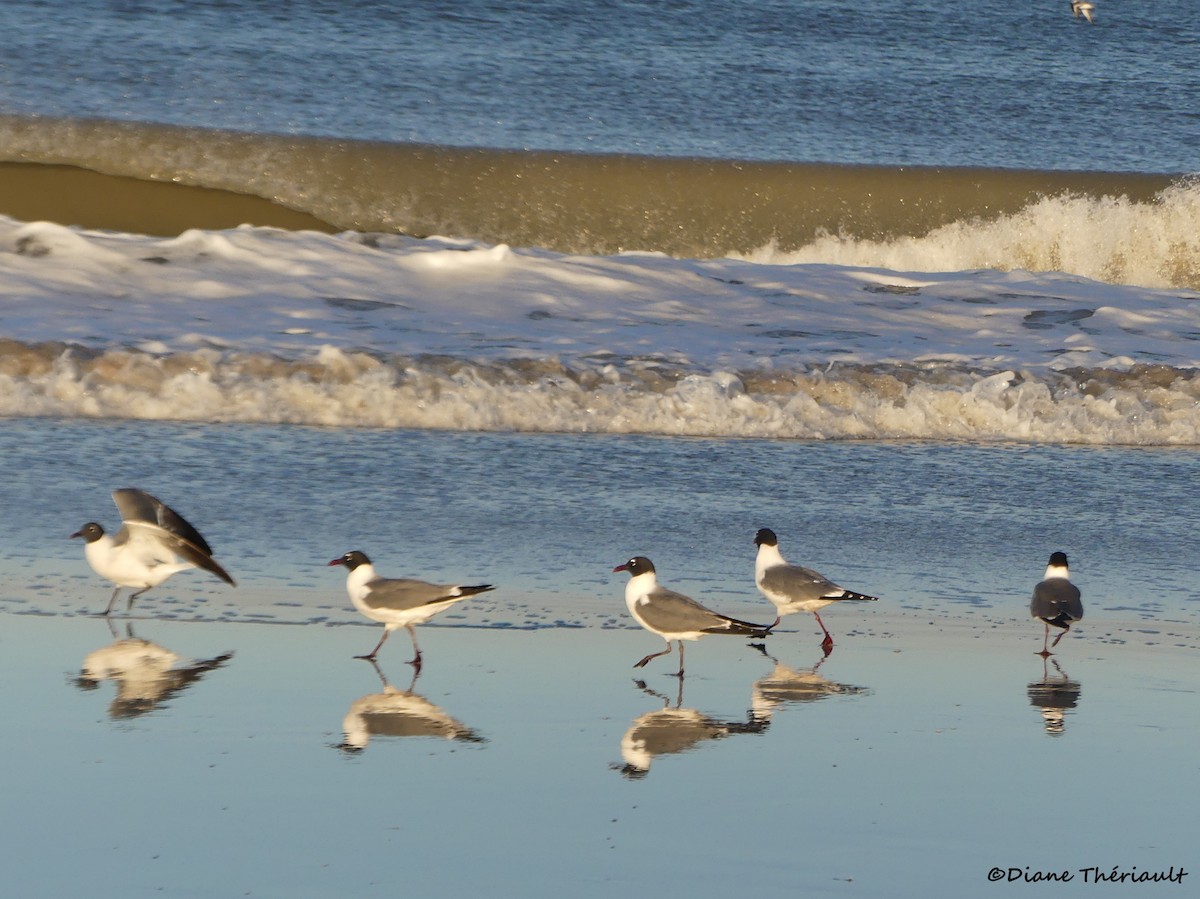 Laughing Gull - ML617302830