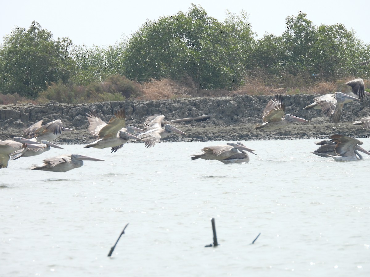 Spot-billed Pelican - Thanaphat Klubchum