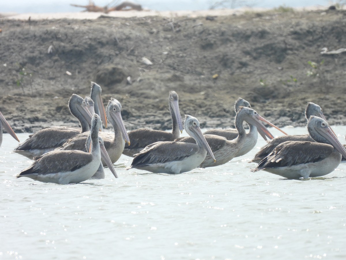 pelikán skvrnozobý - ML617302854