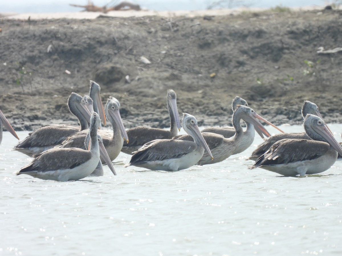 Spot-billed Pelican - ML617302854