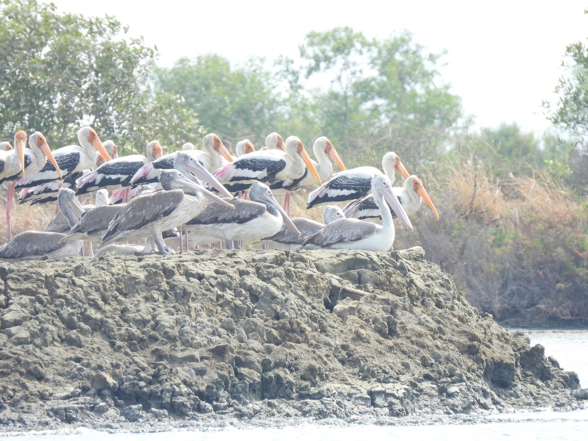 Spot-billed Pelican - ML617302855