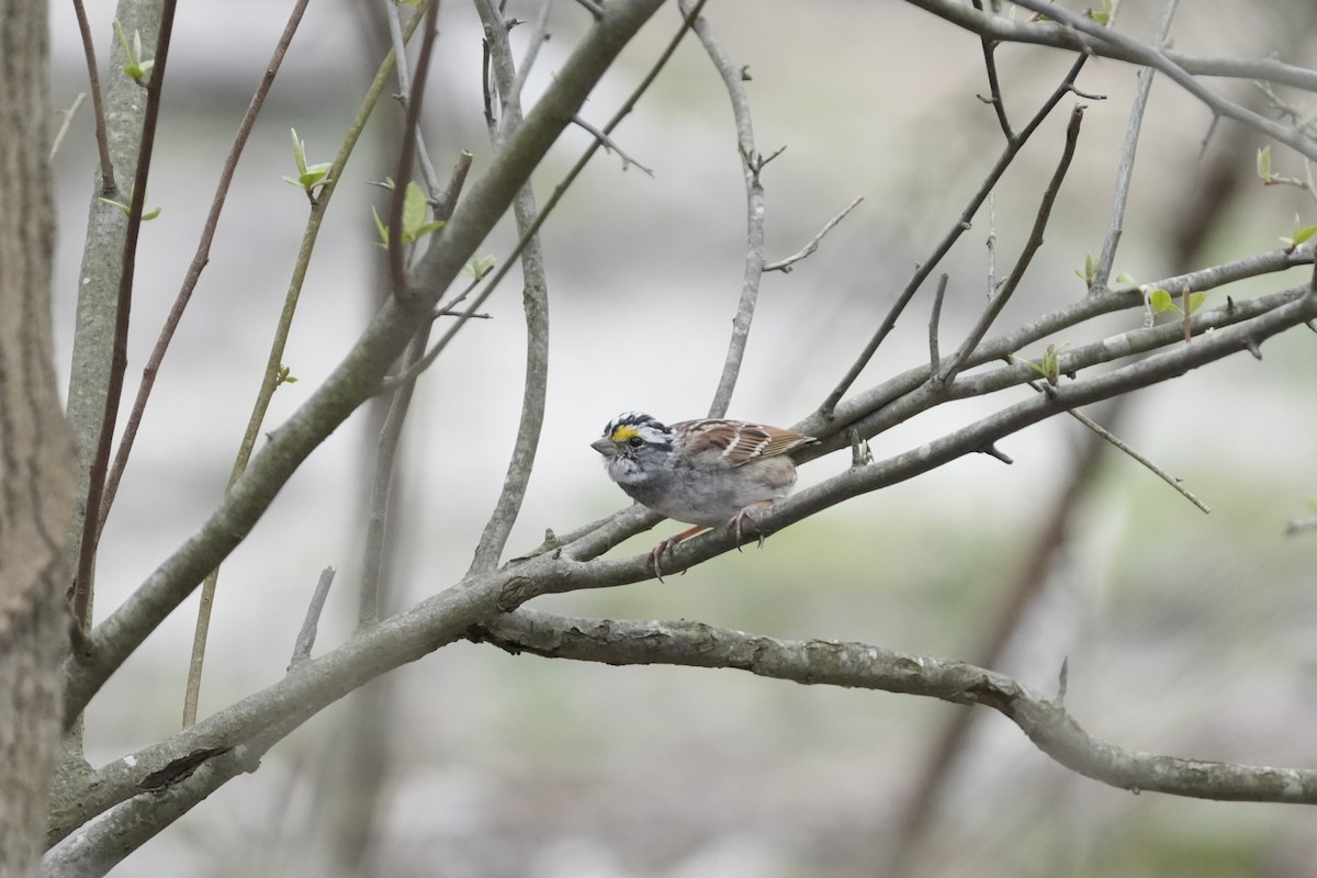 White-throated Sparrow - ML617302856