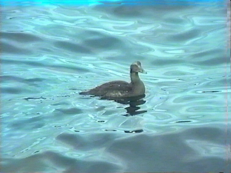 Common Eider - ML617302882