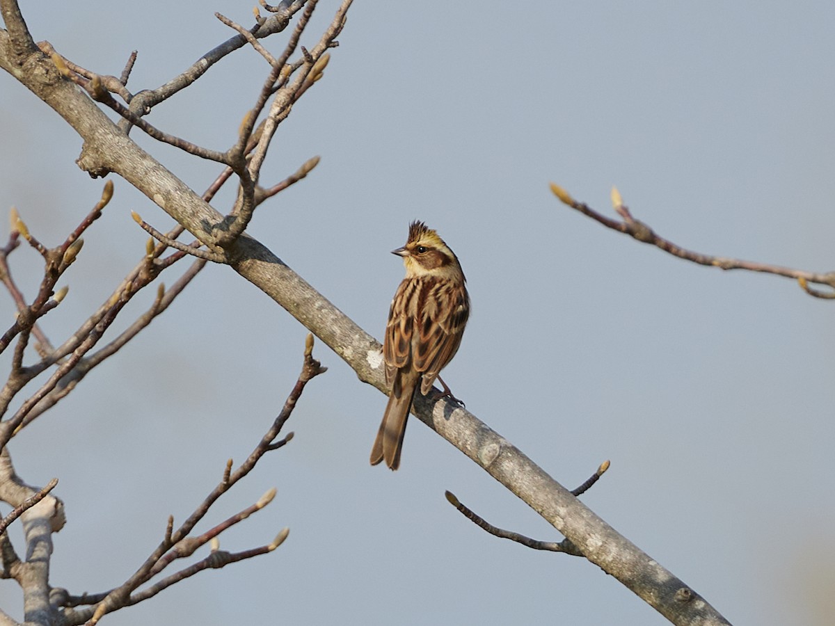 Yellow-throated Bunting - ML617302900