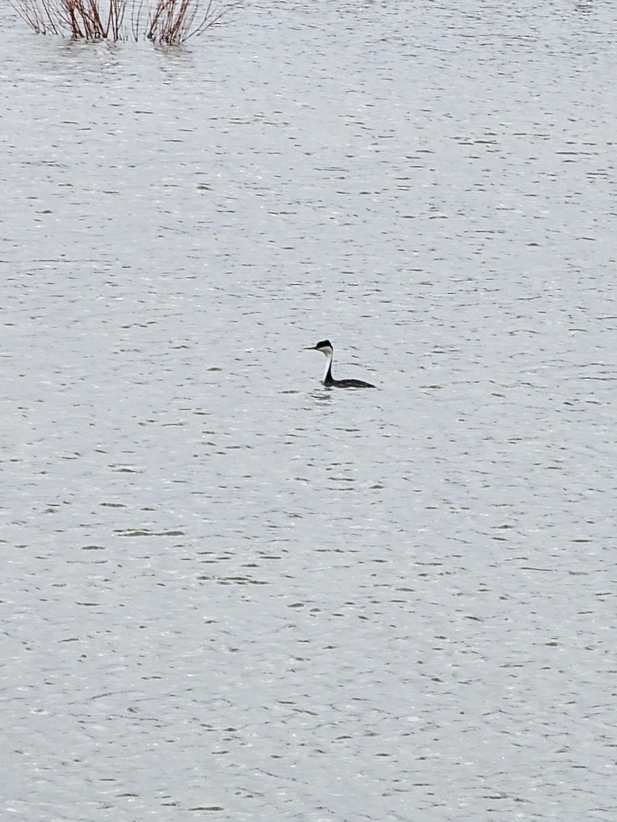 Western Grebe - ML617302905