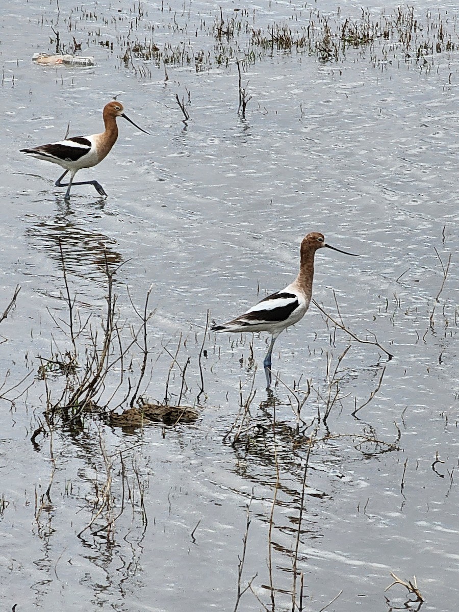 American Avocet - ML617302918