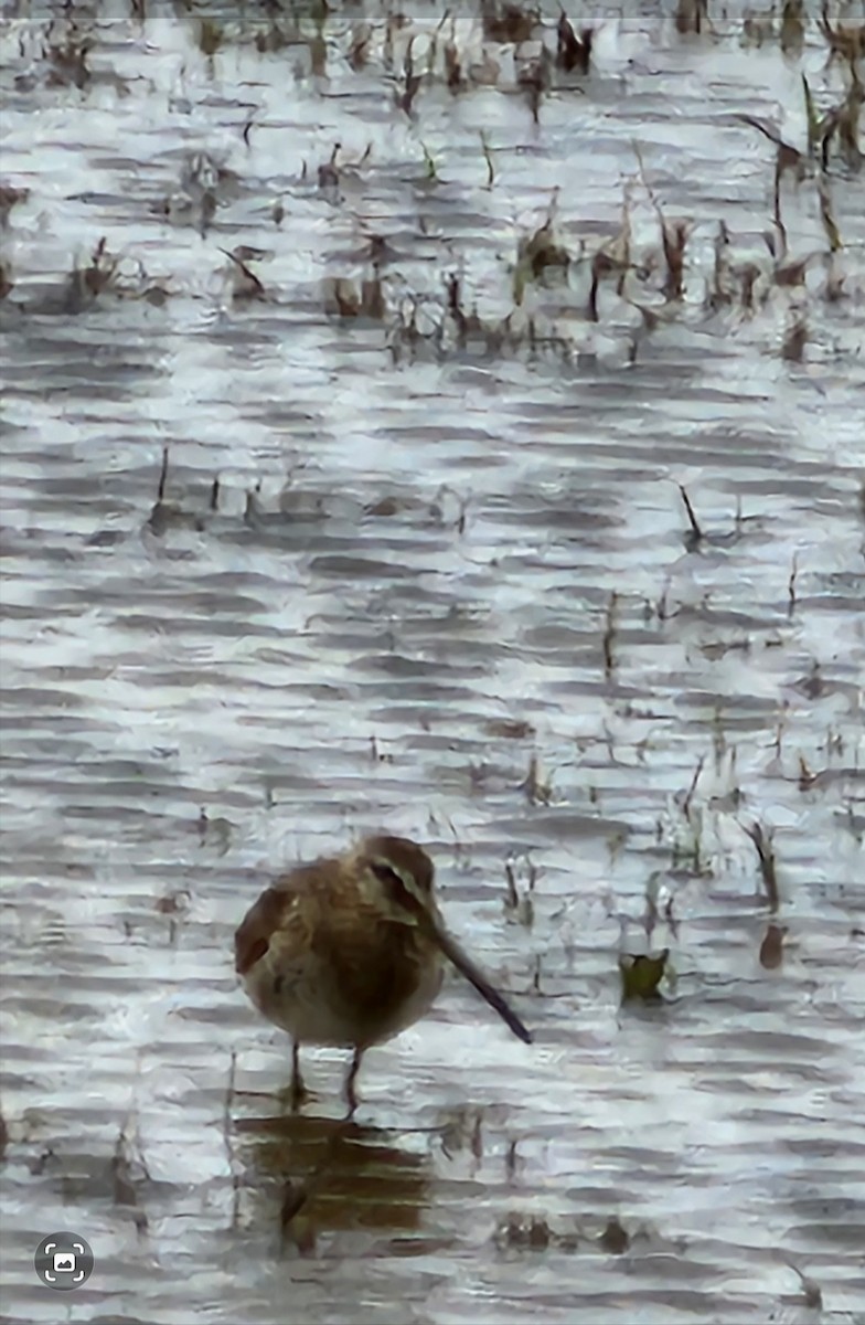 Long-billed Dowitcher - ML617302922