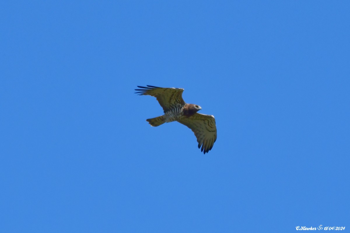 Short-toed Snake-Eagle - ML617302924