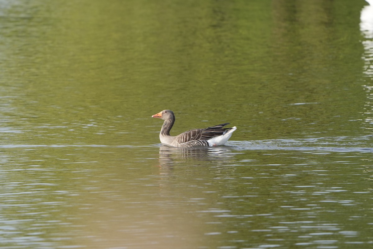 Graylag Goose - ML617302937