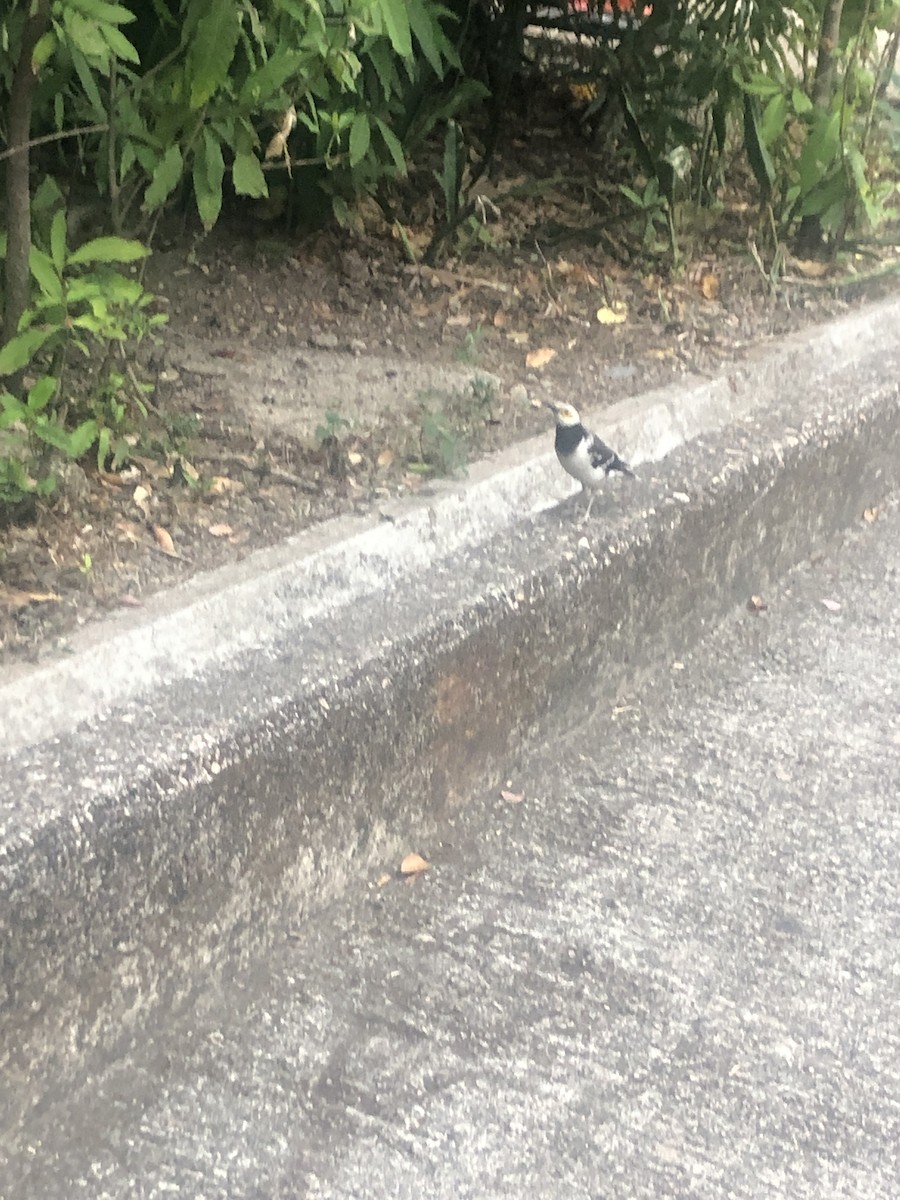 Black-collared Starling - ML617302938