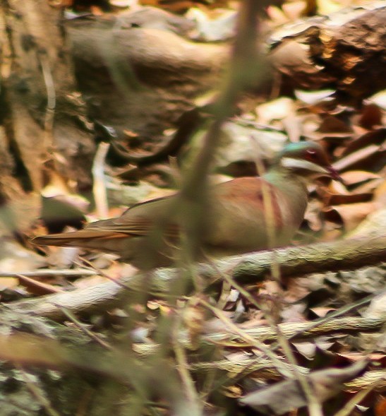 Key West Quail-Dove - ML617302946