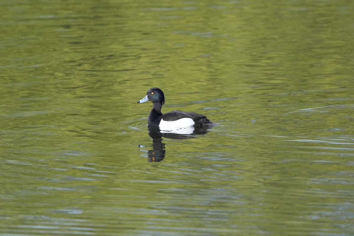 Tufted Duck - ML617302952