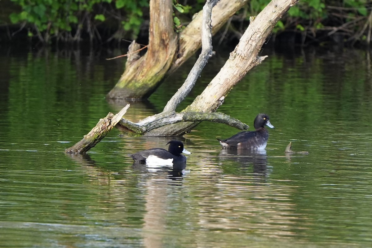 Tufted Duck - ML617302953