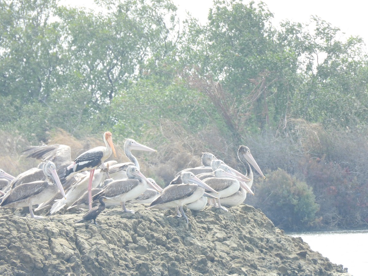 Painted Stork - ML617302956