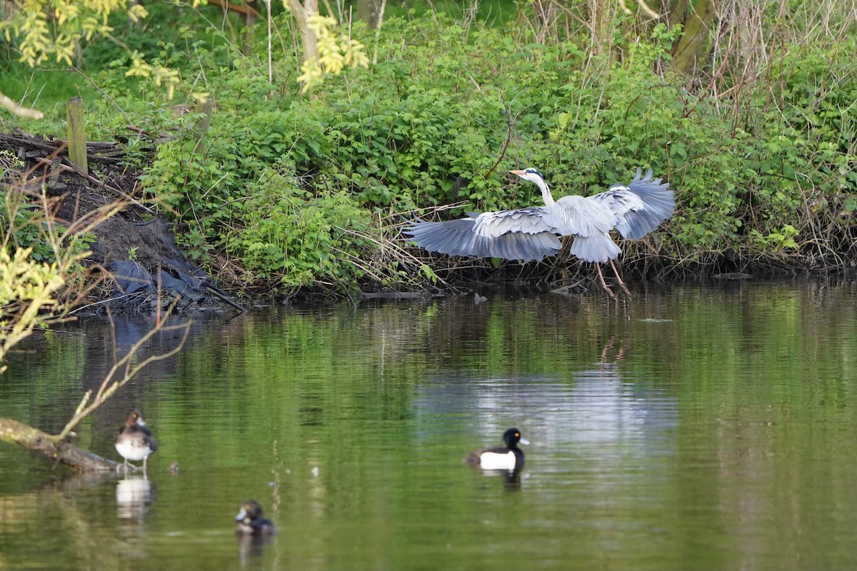 Gray Heron - ML617302962