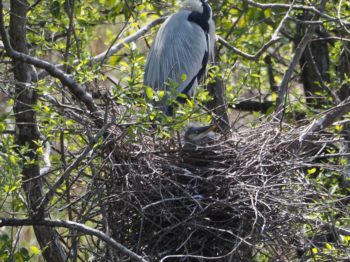 Gray Heron - Anonymous