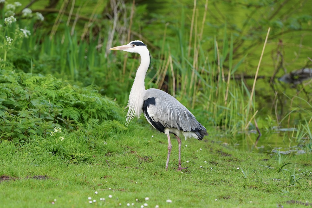 Gray Heron - ML617302990
