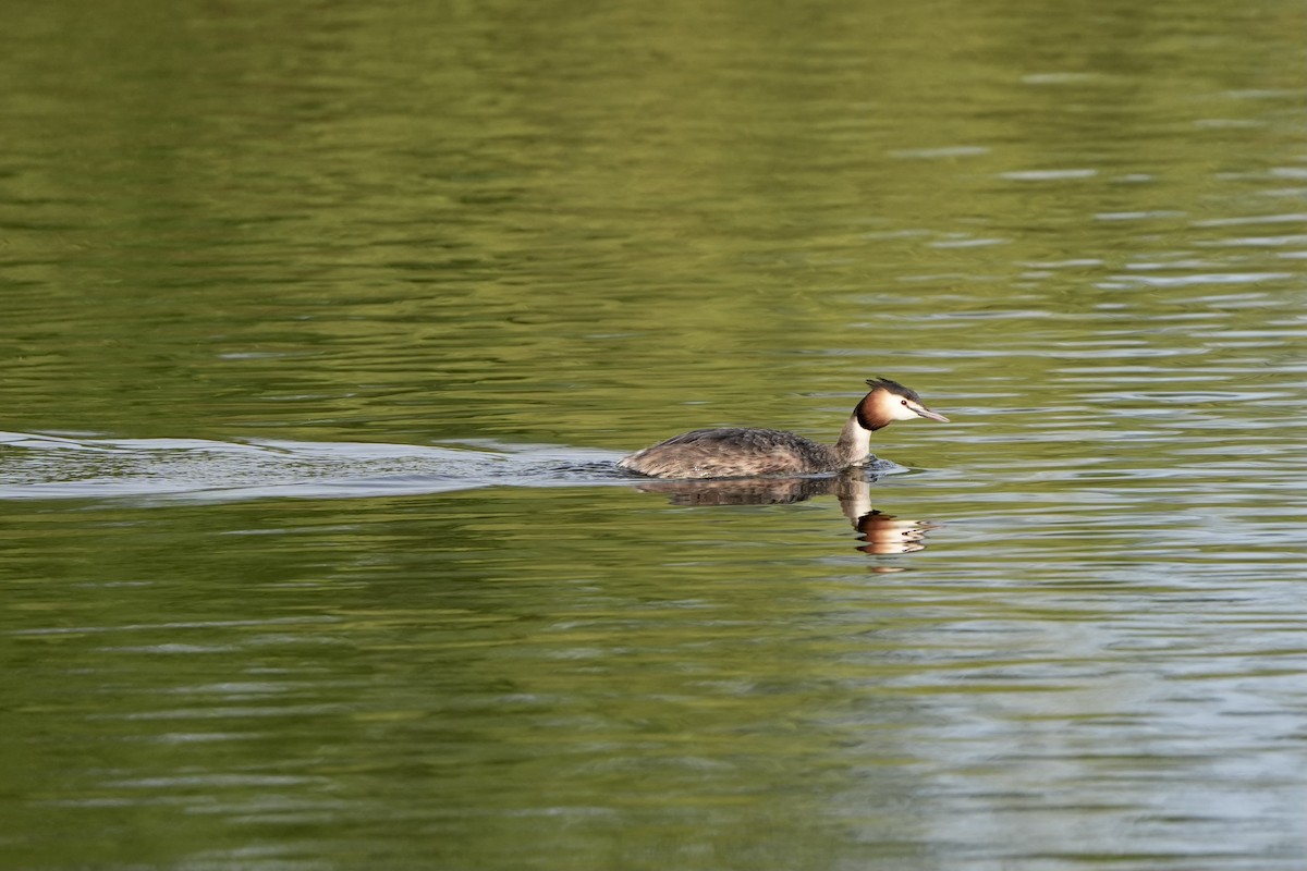Great Crested Grebe - ML617303000