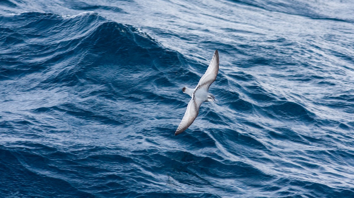 Antarctic Prion - Anonymous