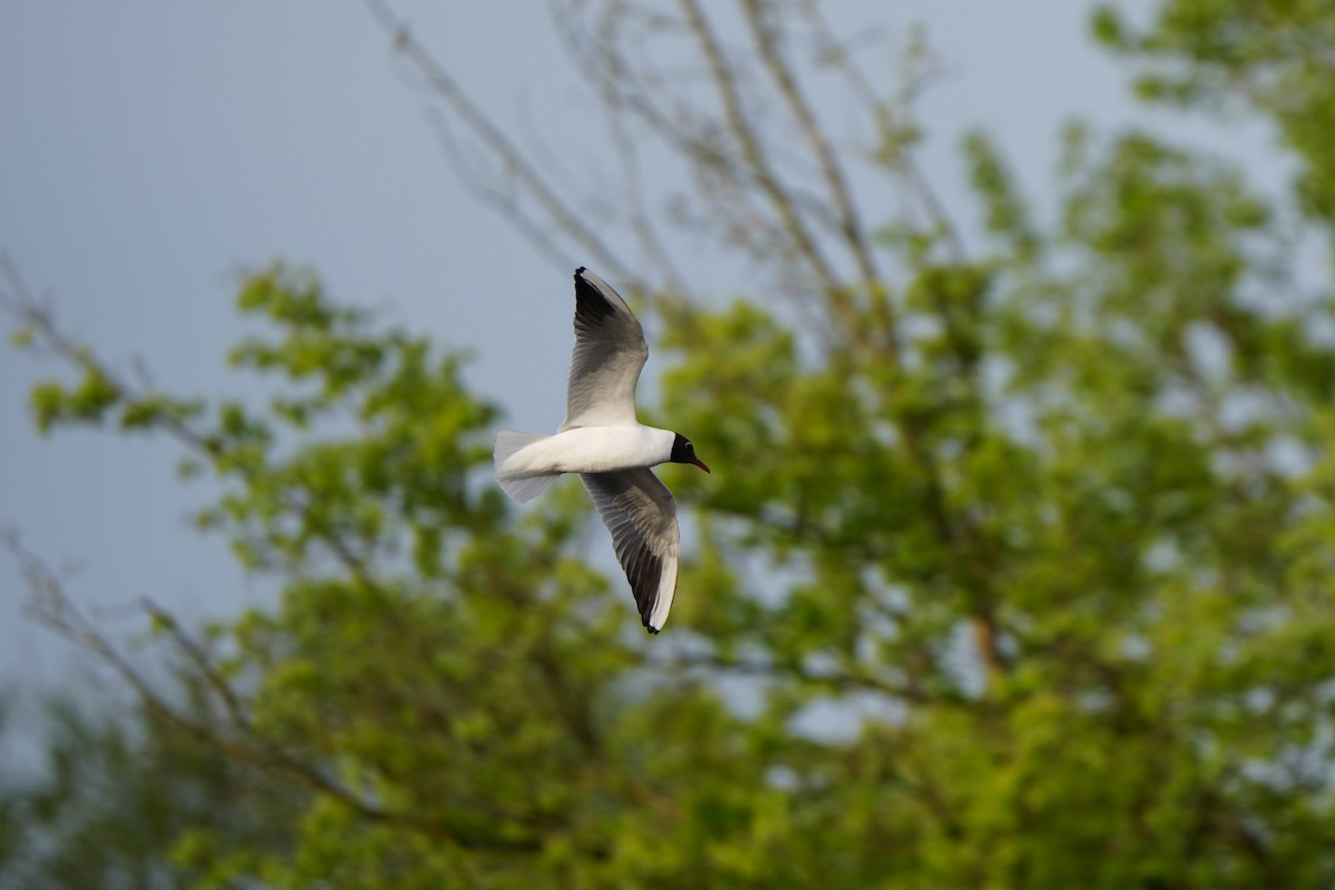 Black-headed Gull - ML617303013