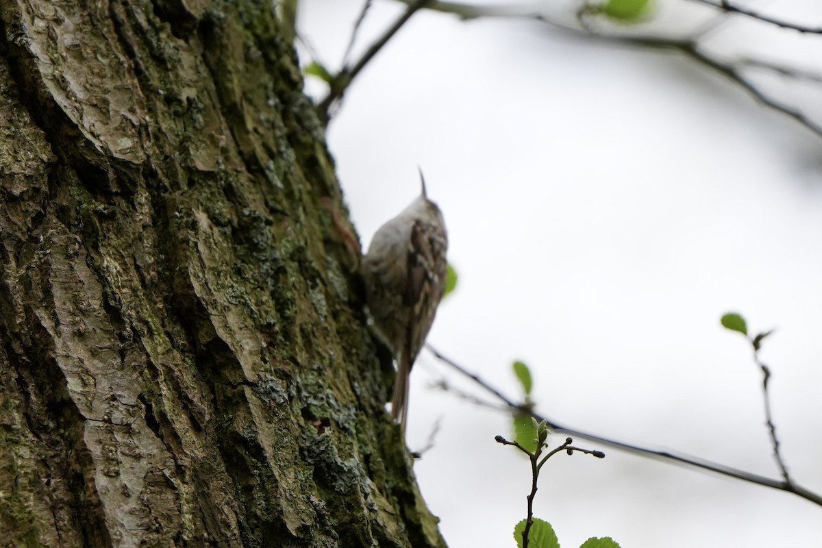 Short-toed Treecreeper - ML617303021