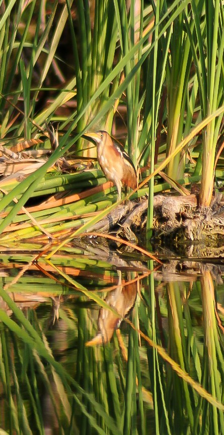 Least Bittern - Pedro Luis Sánchez Mustelier