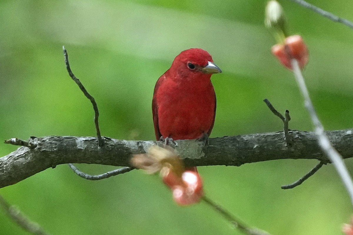 Summer Tanager - Robert Goss