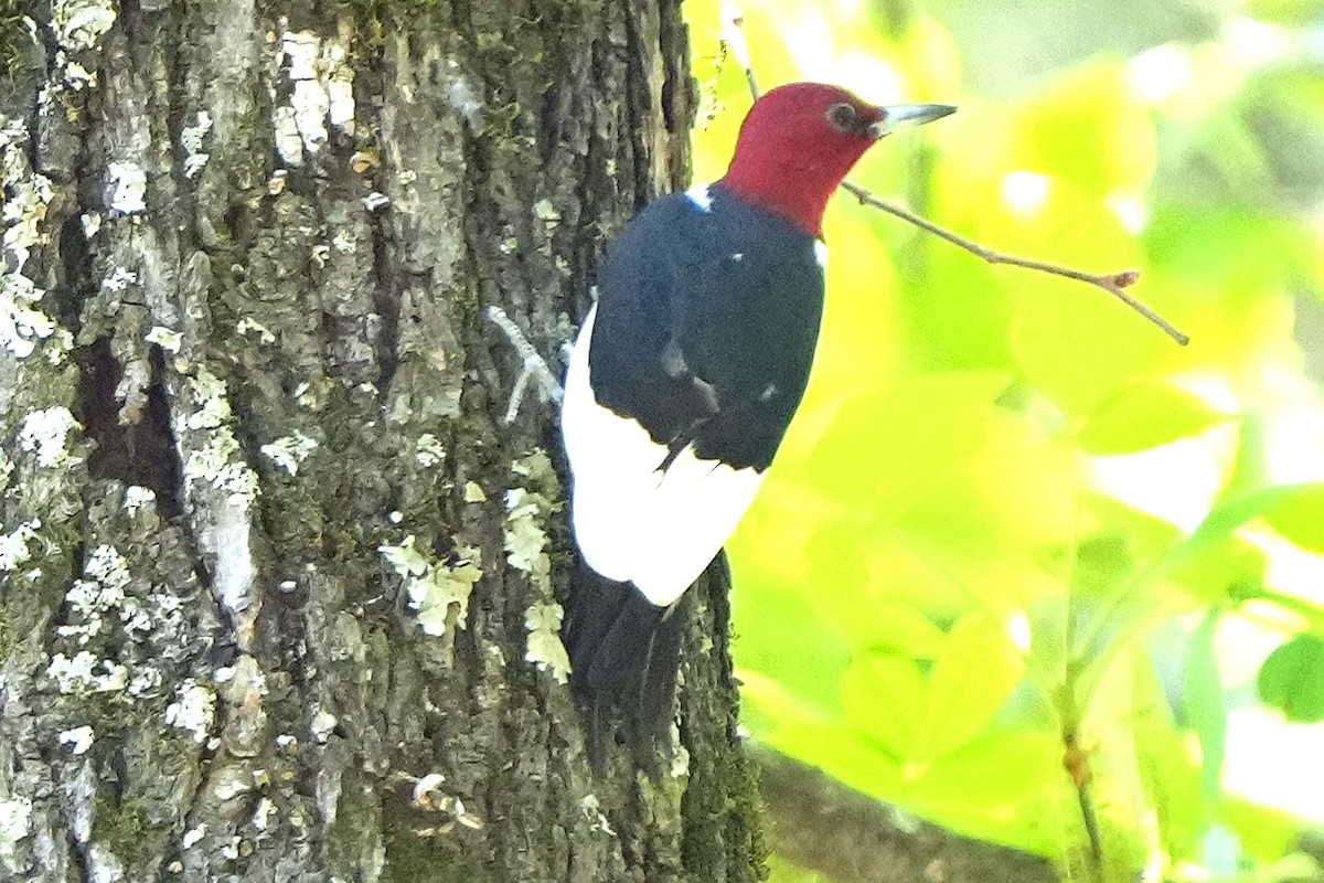 Red-headed Woodpecker - Robert Goss