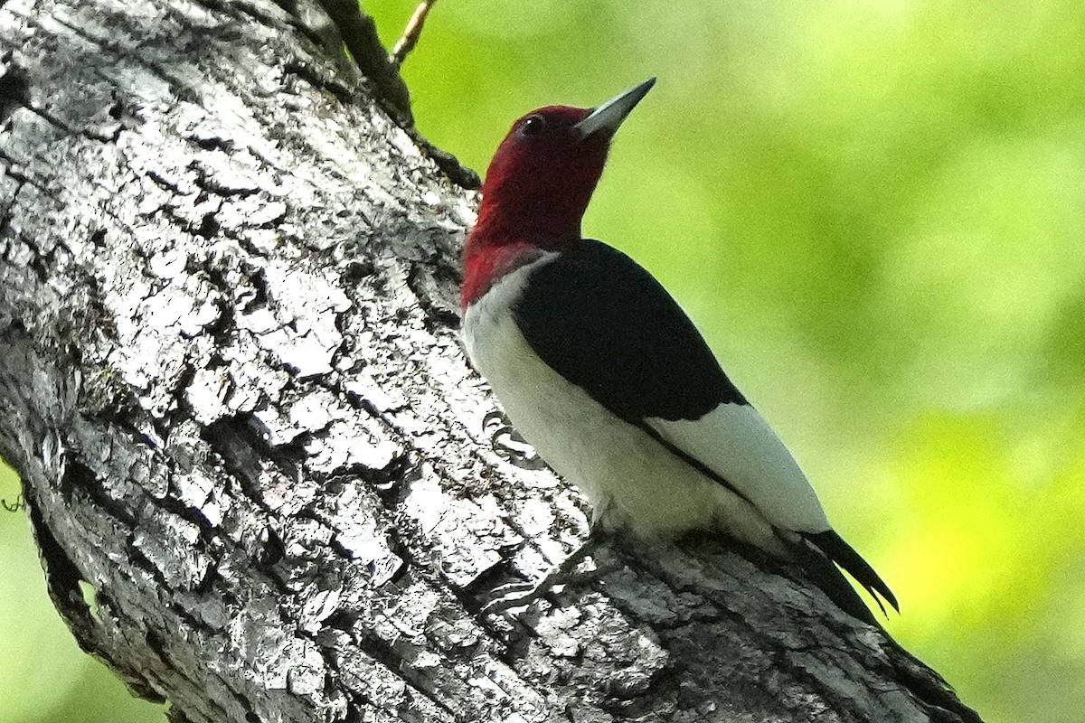 Red-headed Woodpecker - Robert Goss