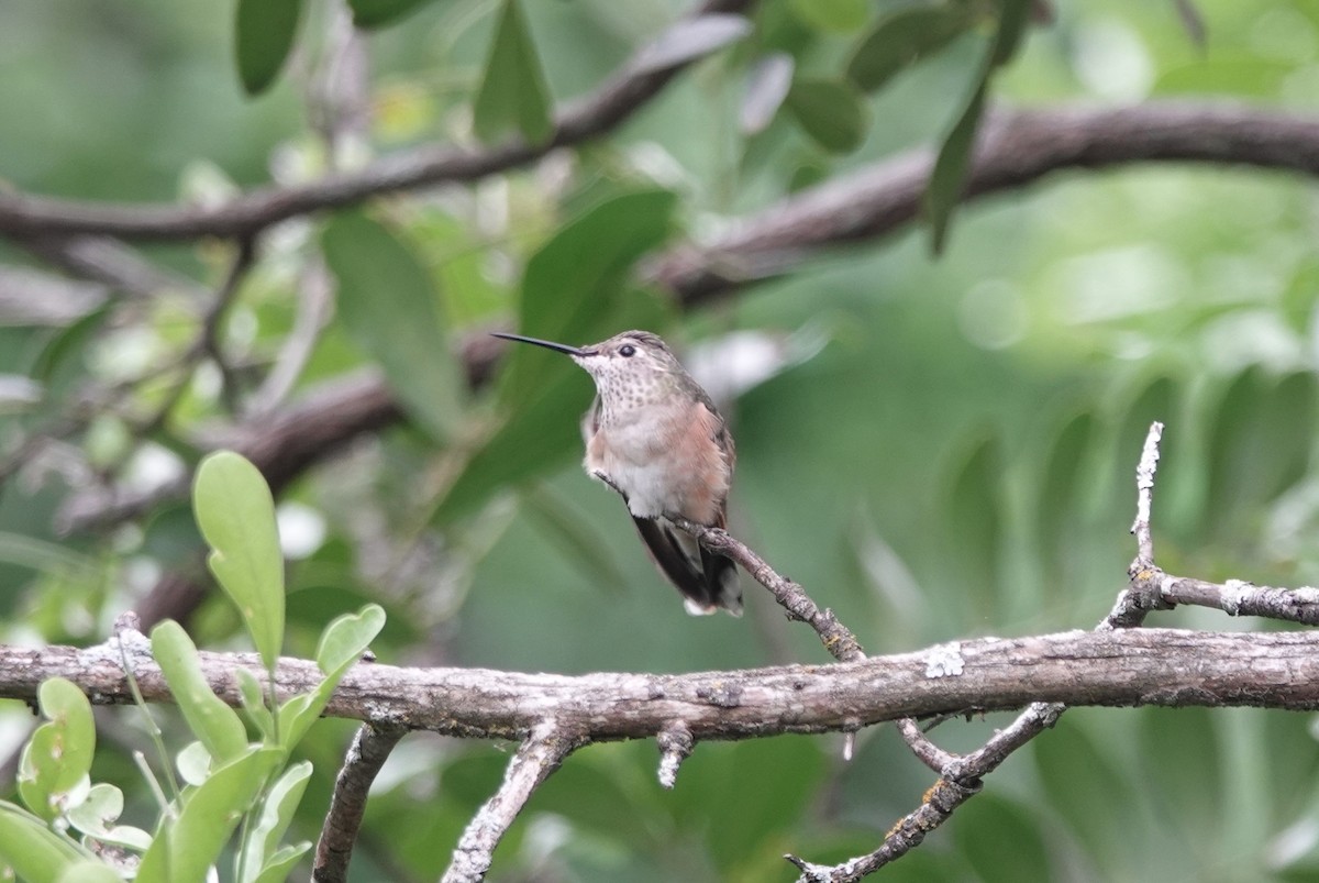 Broad-tailed Hummingbird - ML617303107