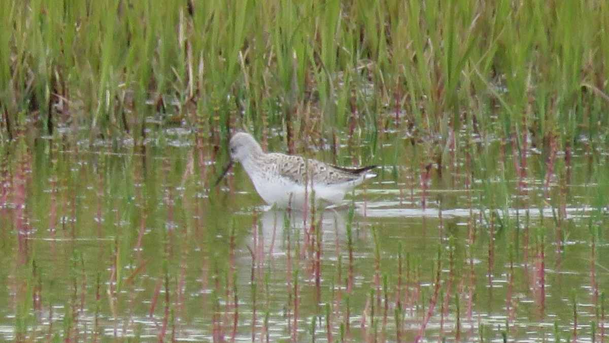 Marsh Sandpiper - Ruben  Stoll