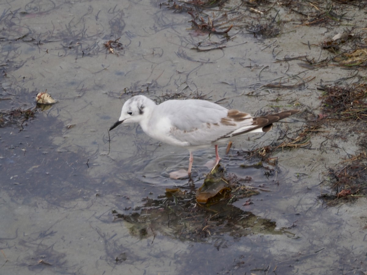 Mouette de Bonaparte - ML617303114