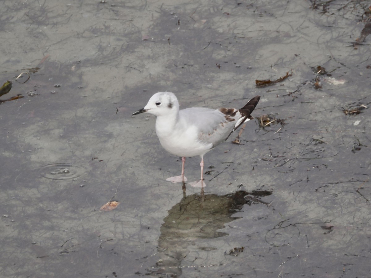 Mouette de Bonaparte - ML617303115