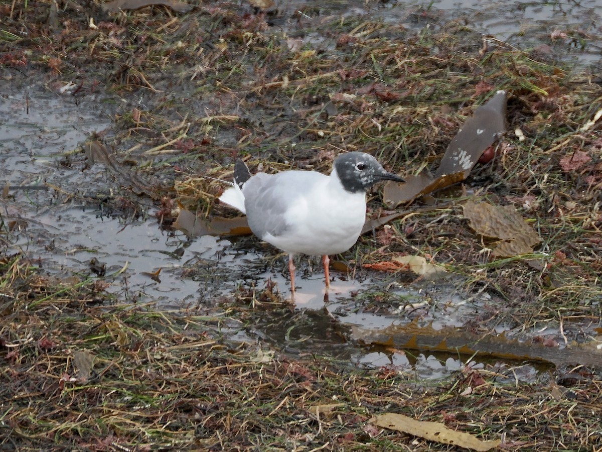 Mouette de Bonaparte - ML617303116