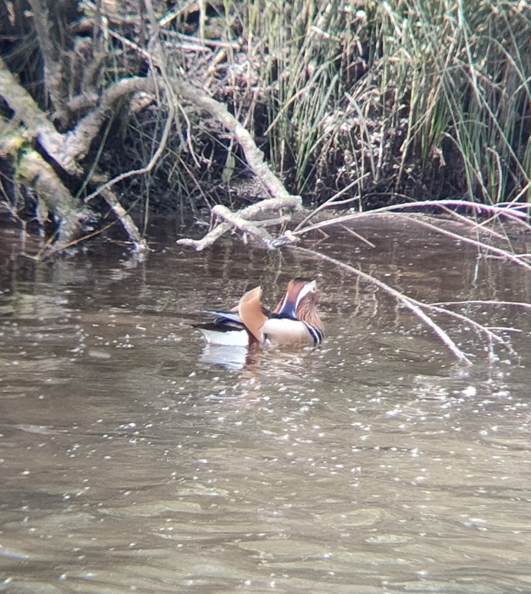 Mandarin Duck - ML617303118