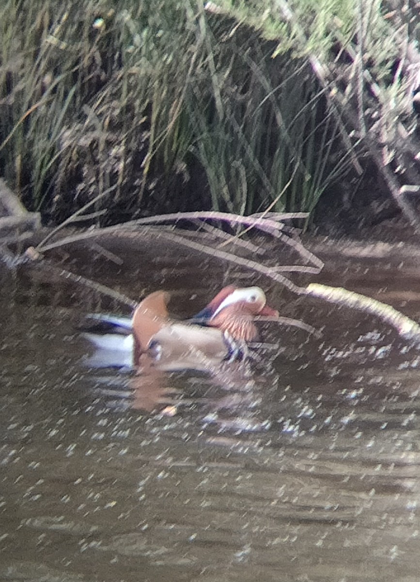 Mandarin Duck - ML617303121