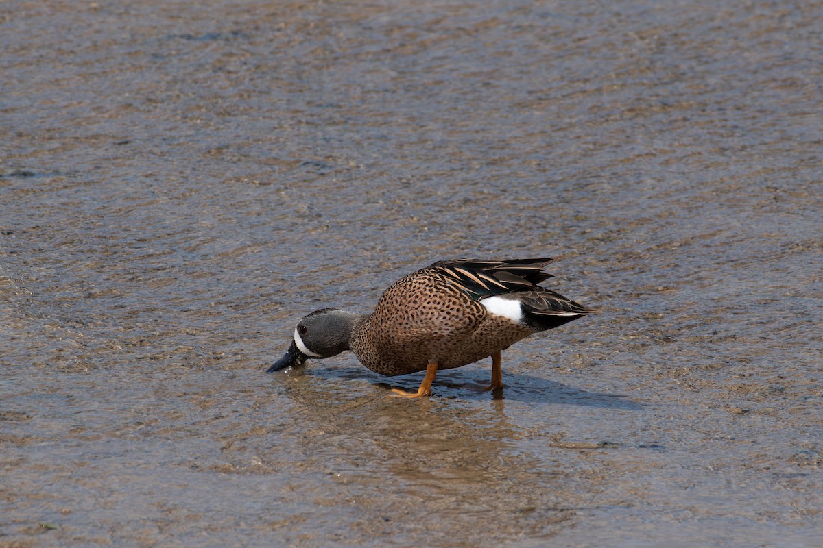 Blue-winged Teal - ML617303159