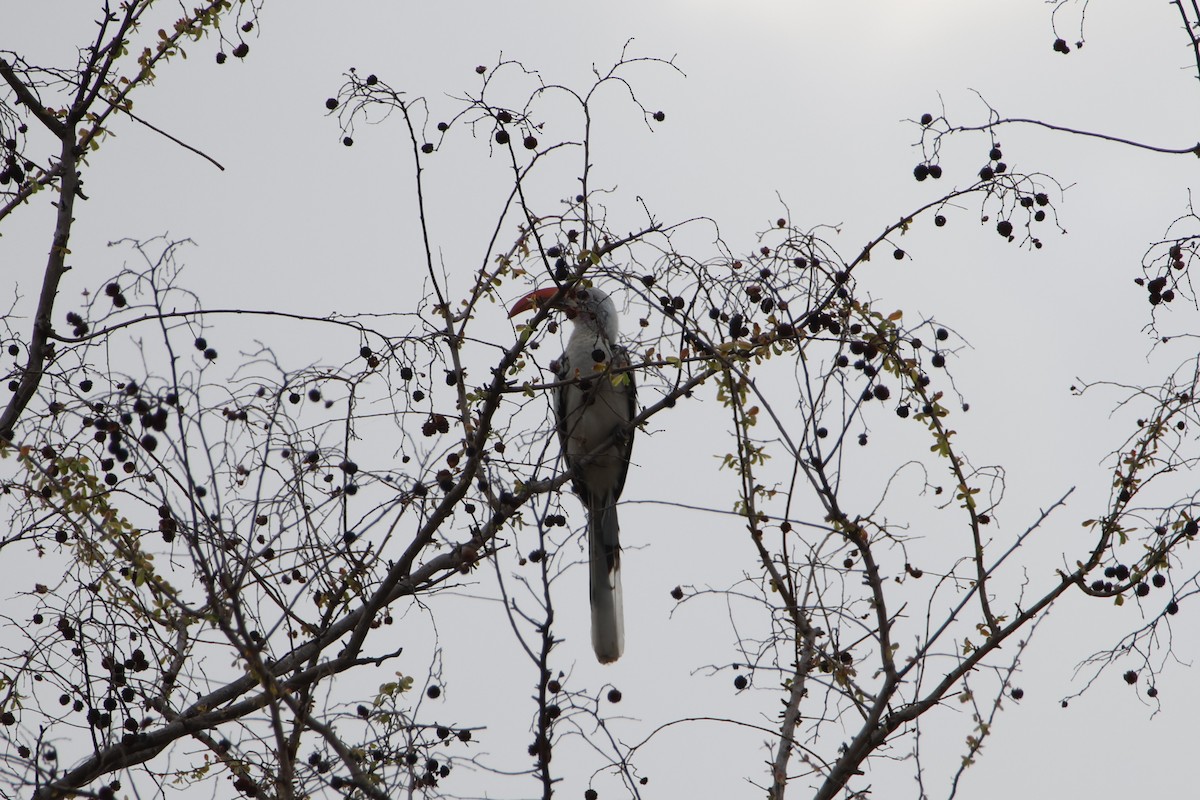 Northern Red-billed Hornbill - ML617303167