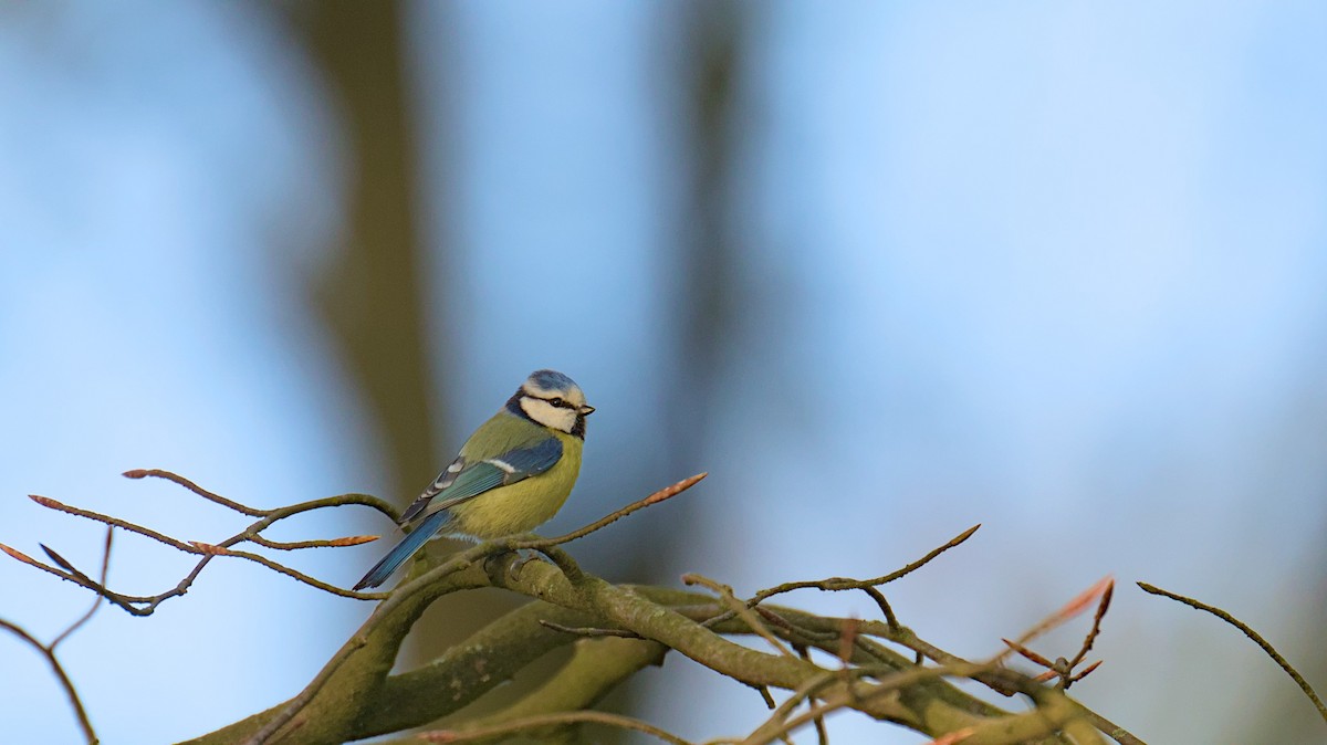 Eurasian Blue Tit - ML617303192