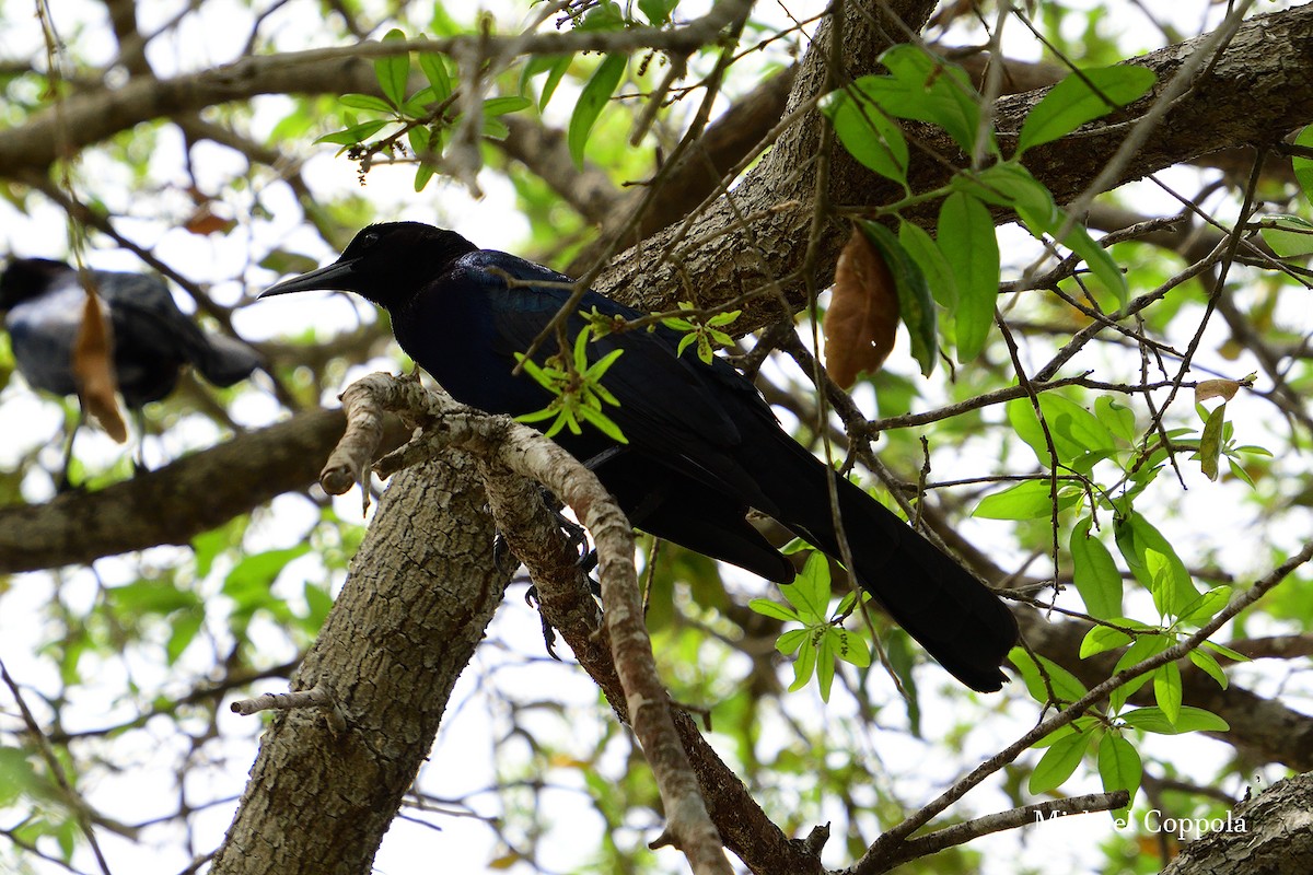 Boat-tailed Grackle - ML617303204