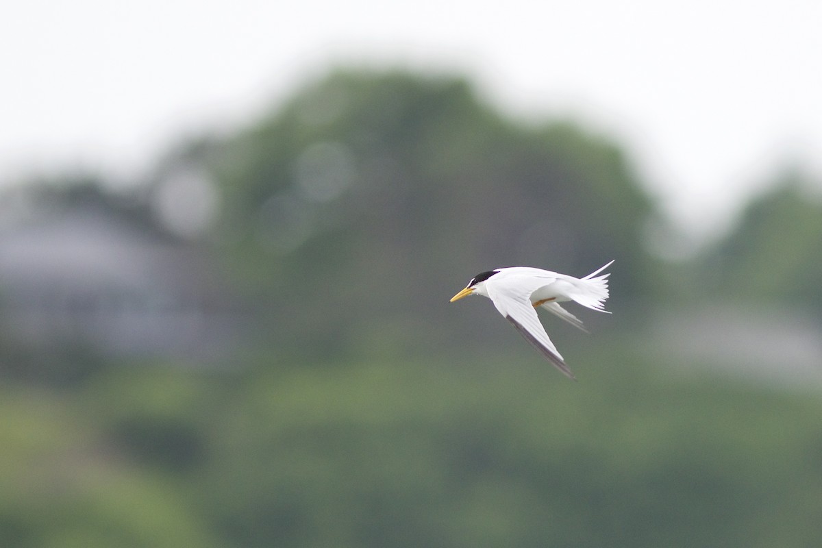 Least Tern - Doug Hitchcox