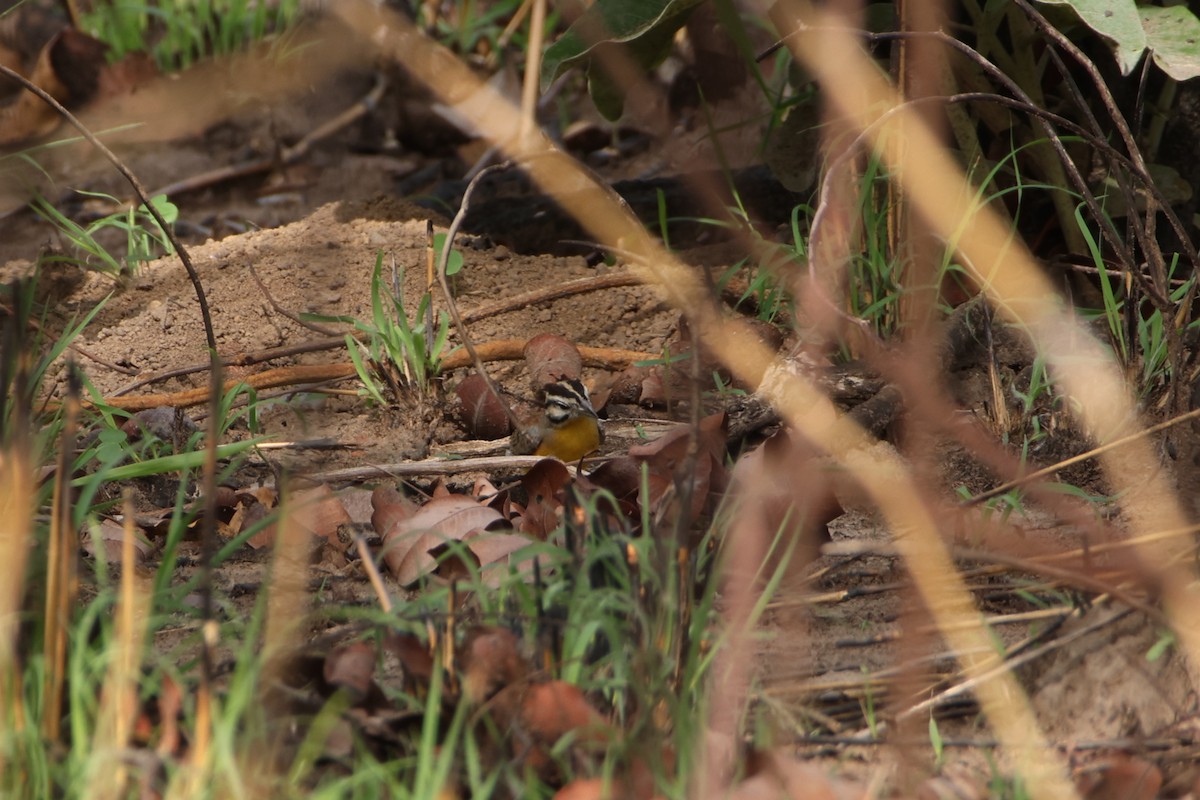 Brown-rumped Bunting - ML617303215