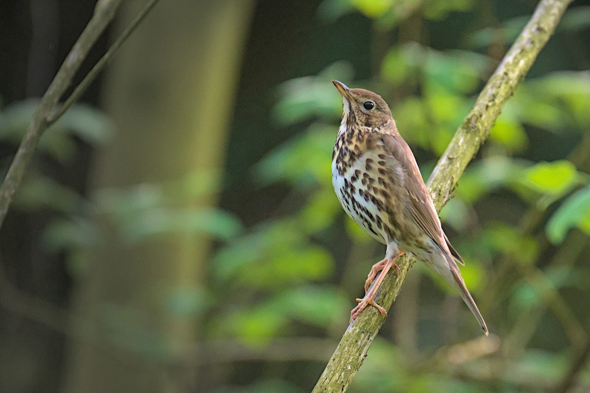 Song Thrush - Gerald Friedrichs