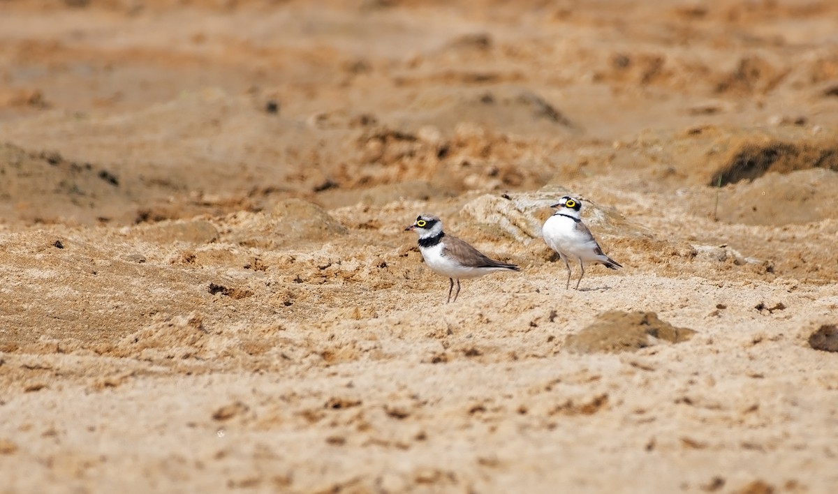 Little Ringed Plover - ML617303263