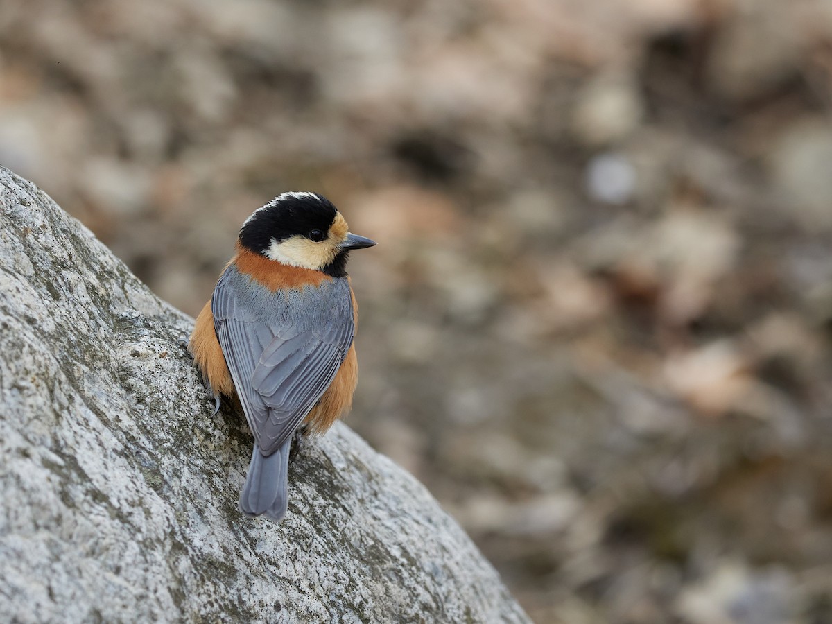 Varied Tit - ML617303265